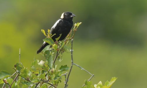L'observation des oiseaux