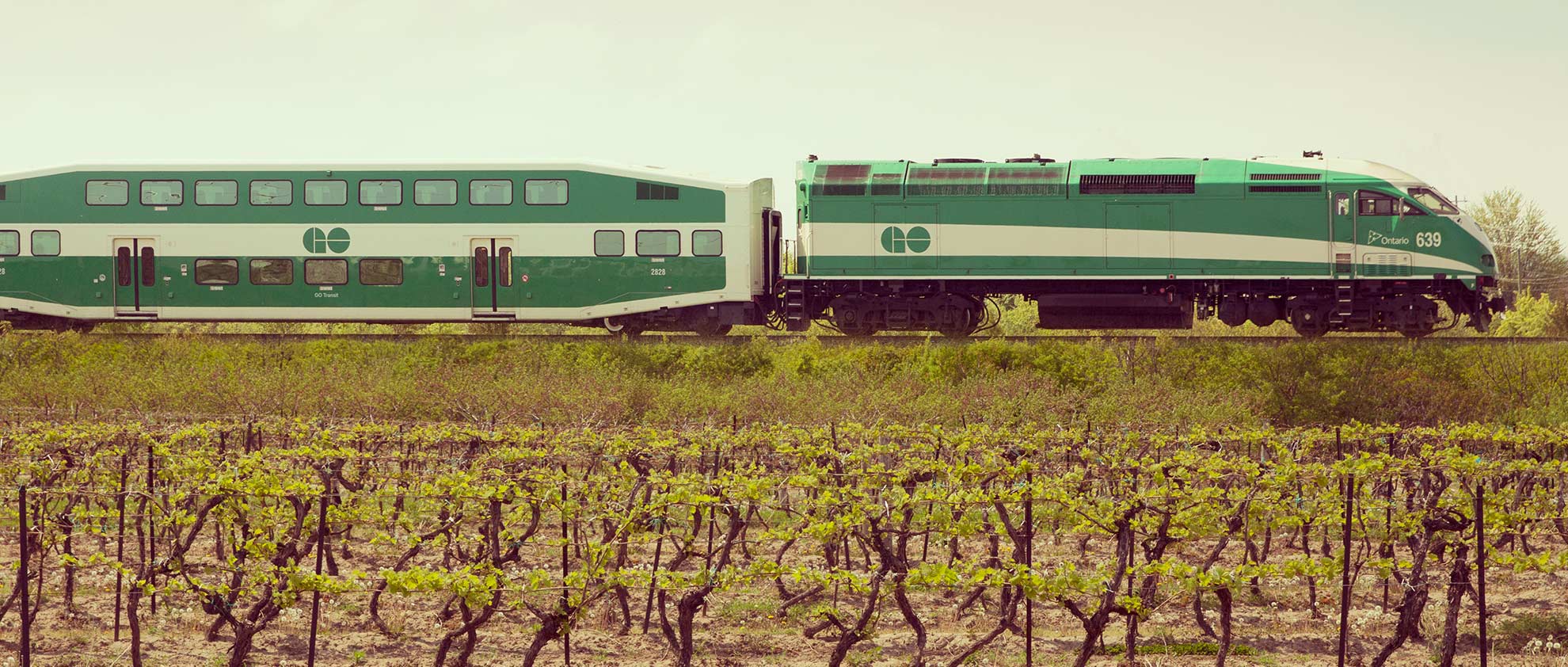 Go Train travelling through vineyards