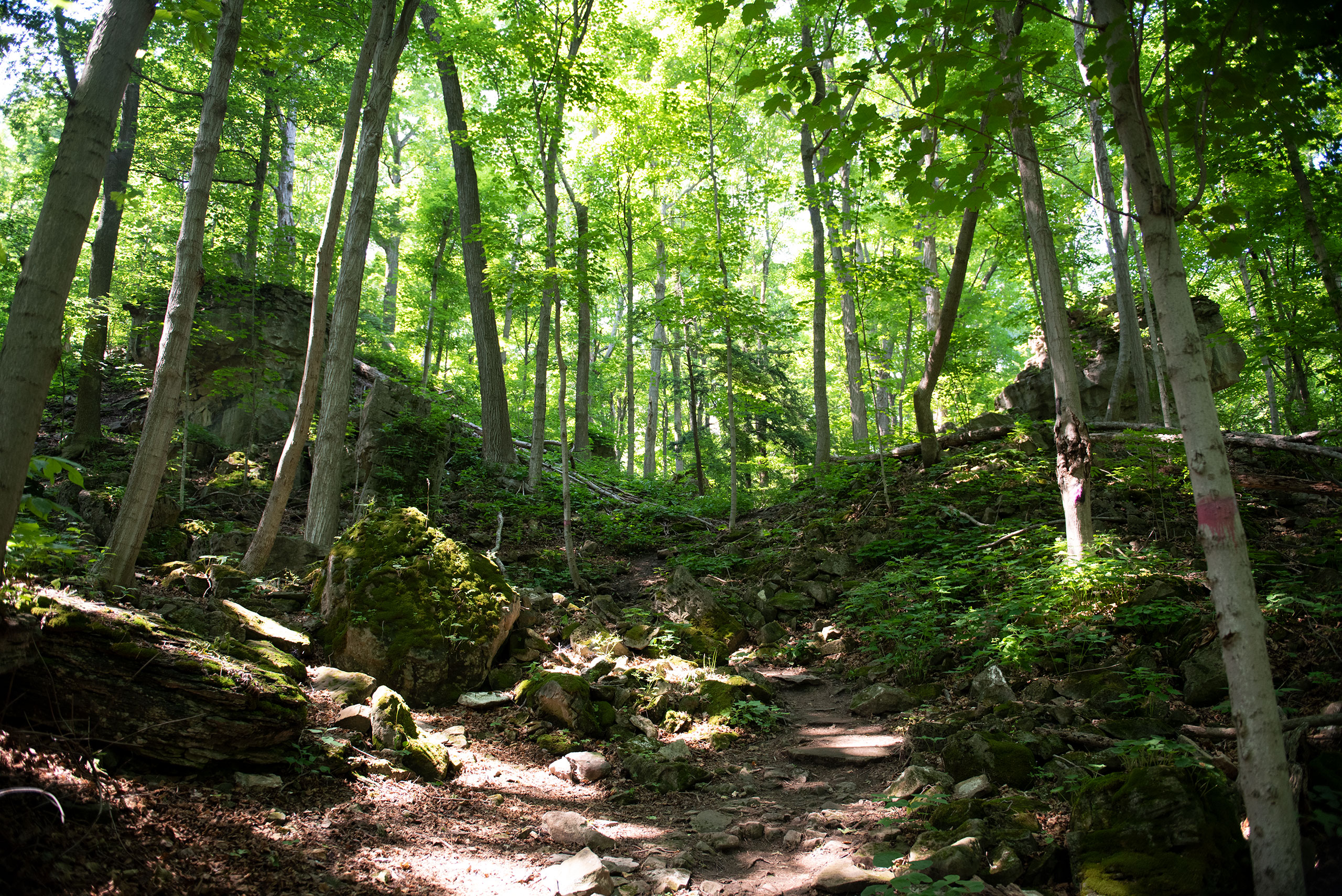 Trees at the Niagara Glen