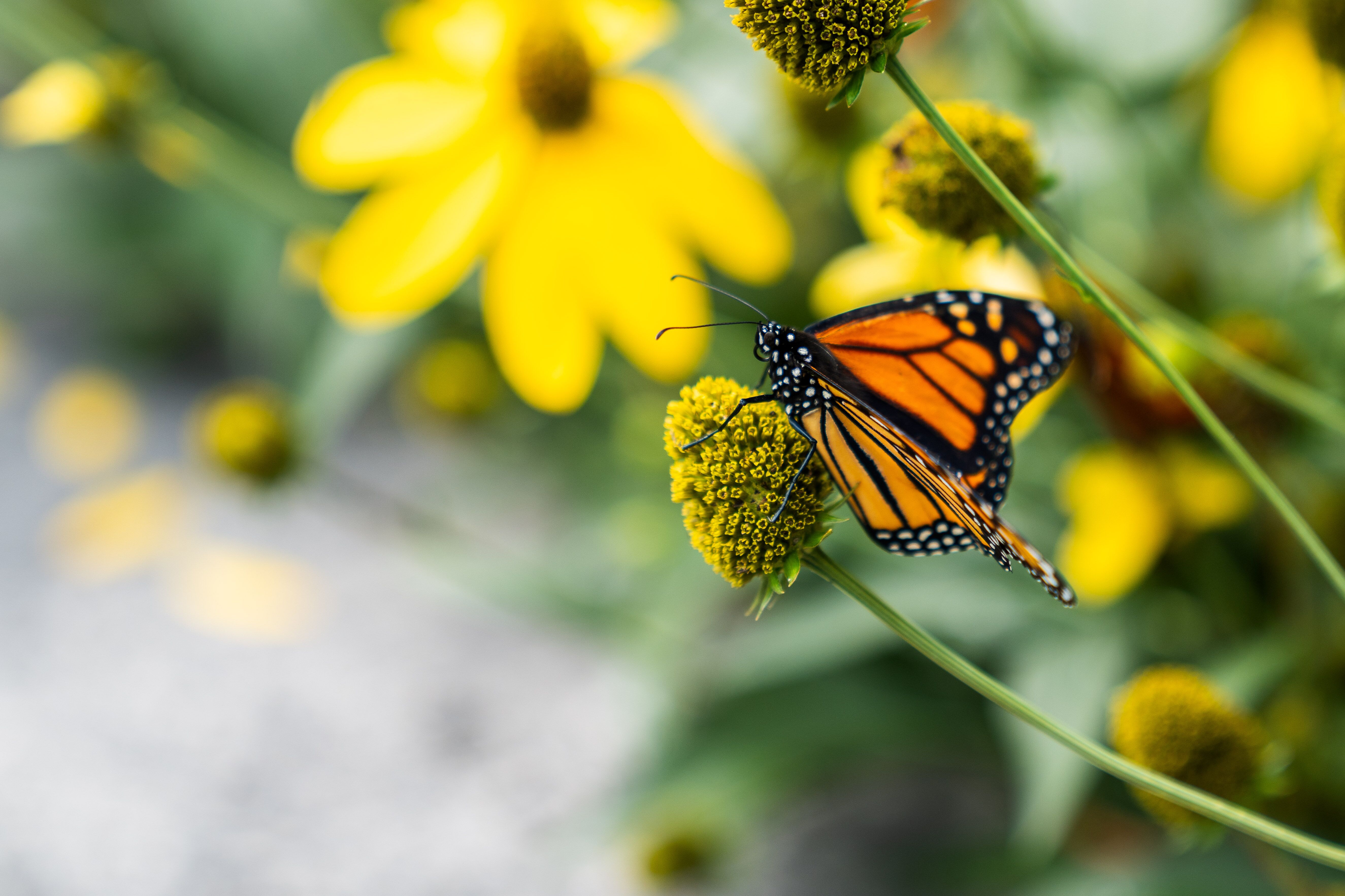 Majestic Monarchs to Take Flight During Annual Preservation Event at Niagara Parks