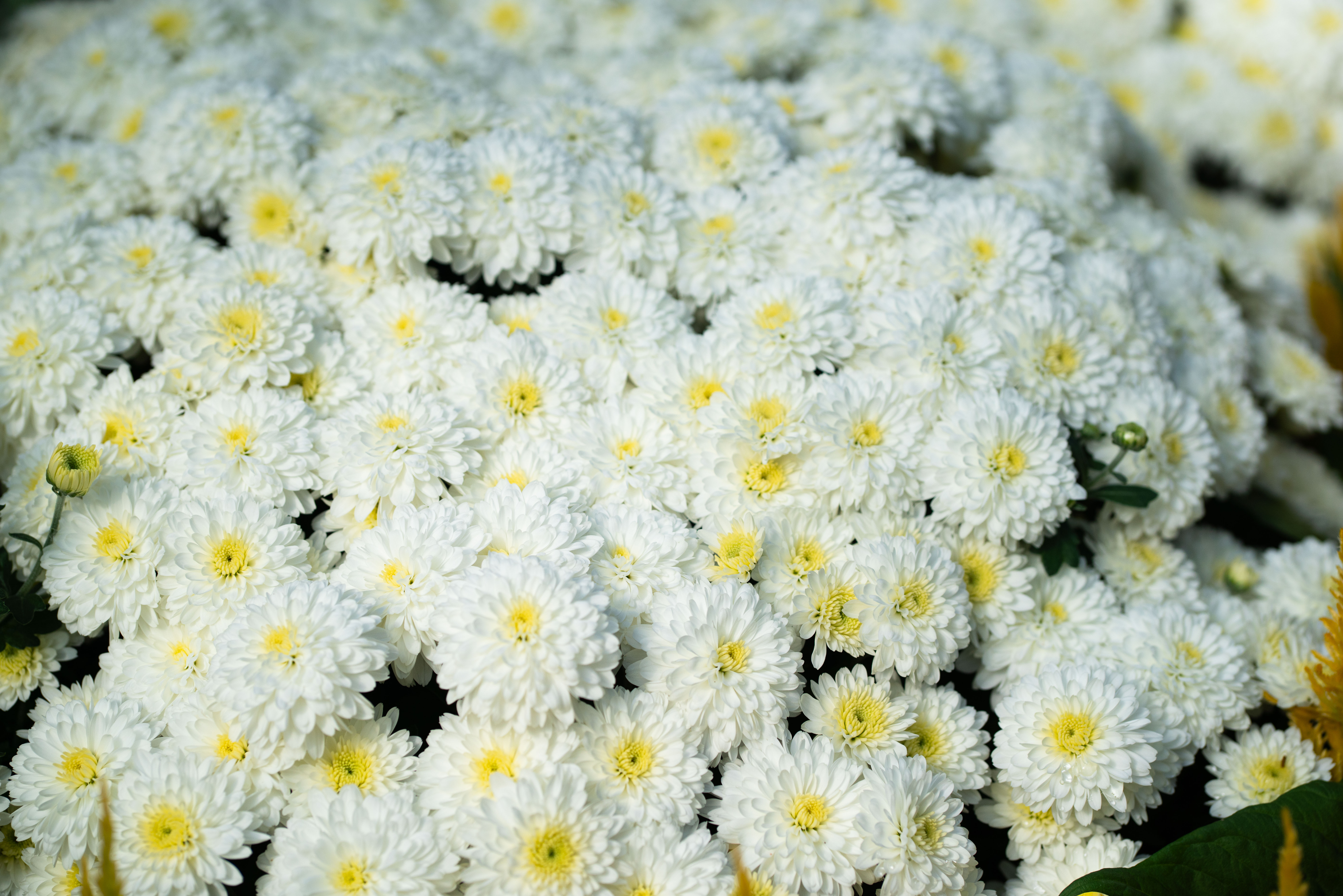 Pink chrysanthemum flowers at the Floral Showhouse