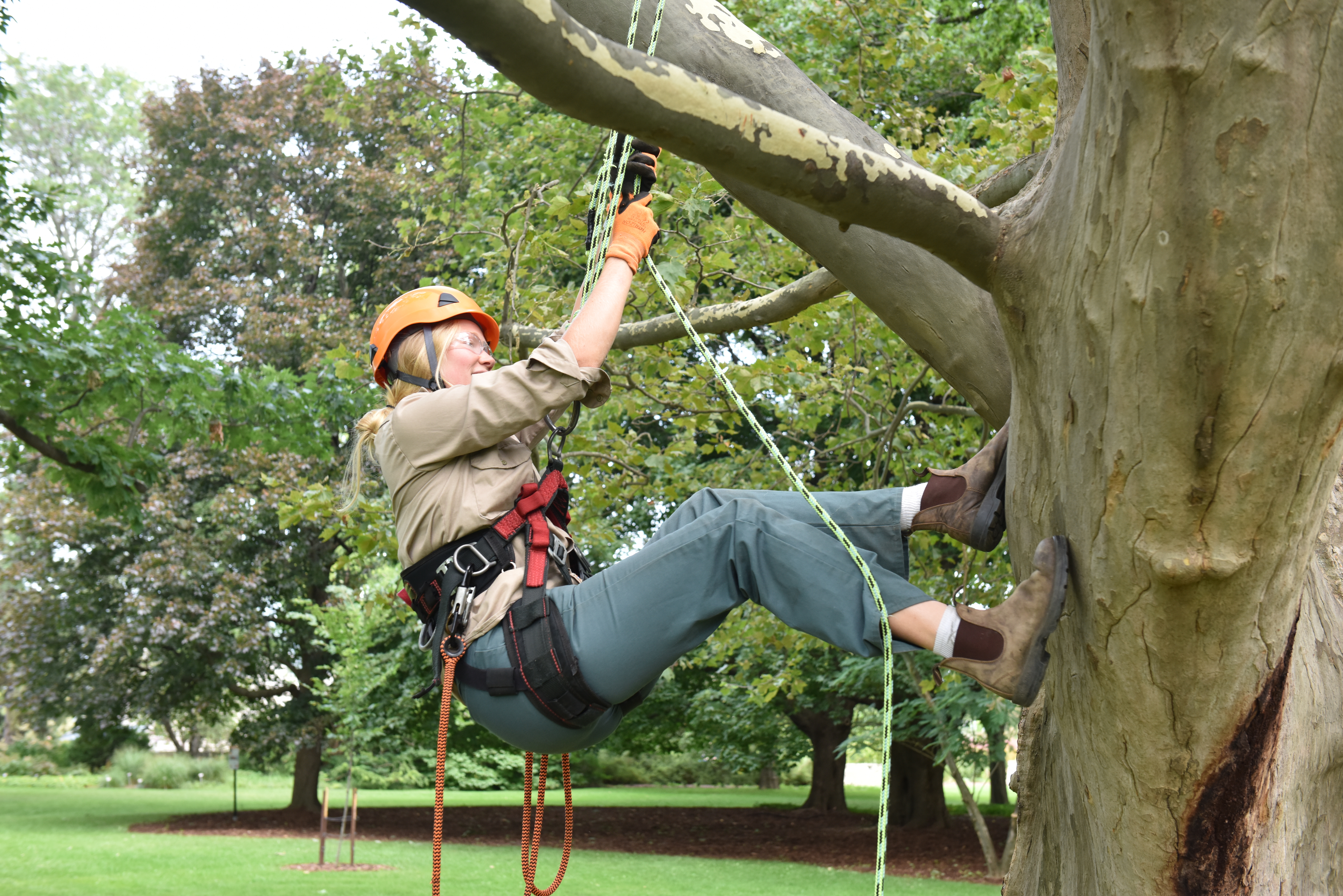 Ontario's Top Arborists to Compete in Provincial Championship at Niagara Parks